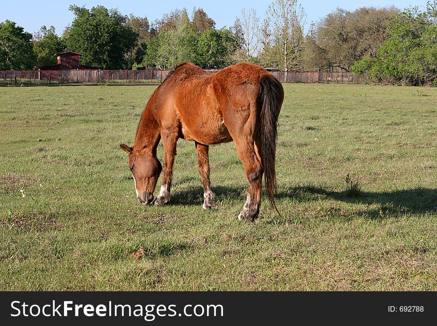 A beautiful horse grazing in a field on a farm with a red barn in the background. A beautiful horse grazing in a field on a farm with a red barn in the background.