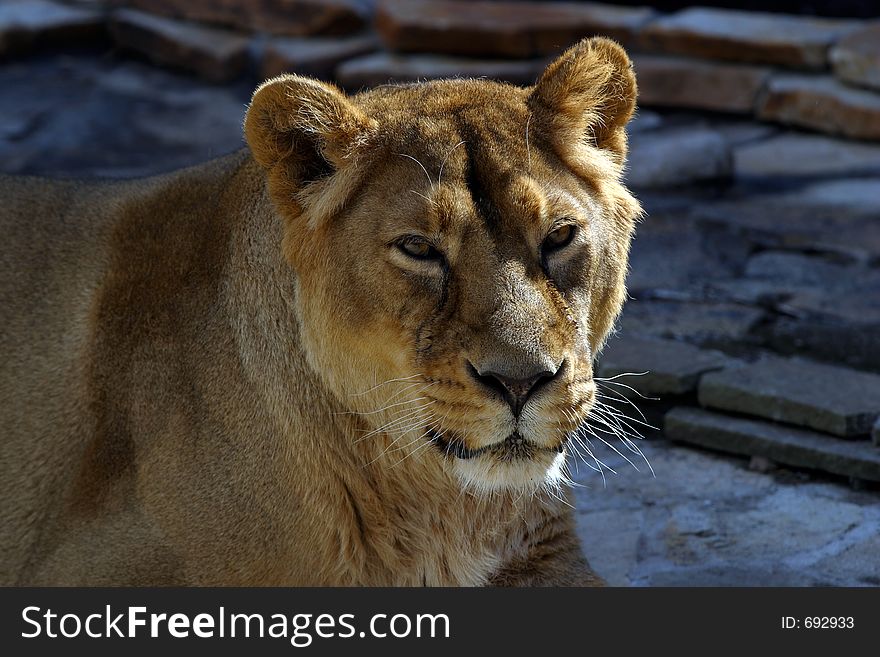 Portrait of the Lioness covered by the sun