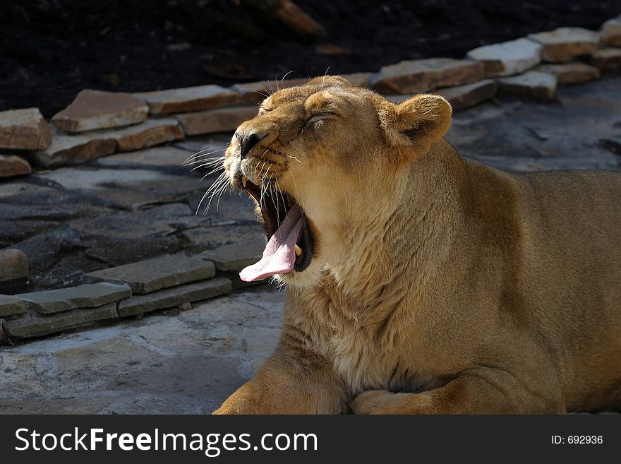 The image of yawning lioness. The image of yawning lioness