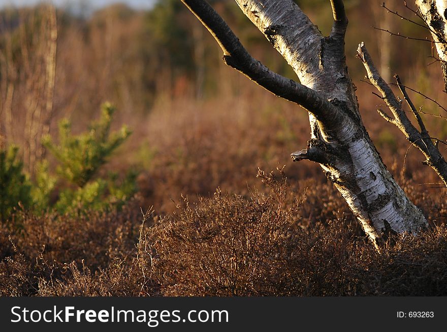 Silver Birch And Heather