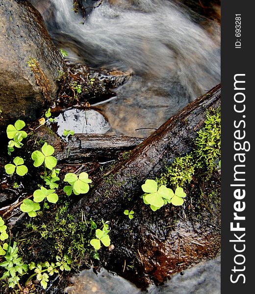 Wild clover growing in a stream. Wild clover growing in a stream