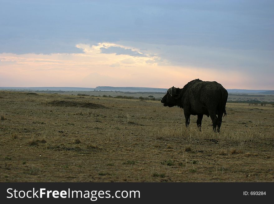 Buffalo walking into sunset