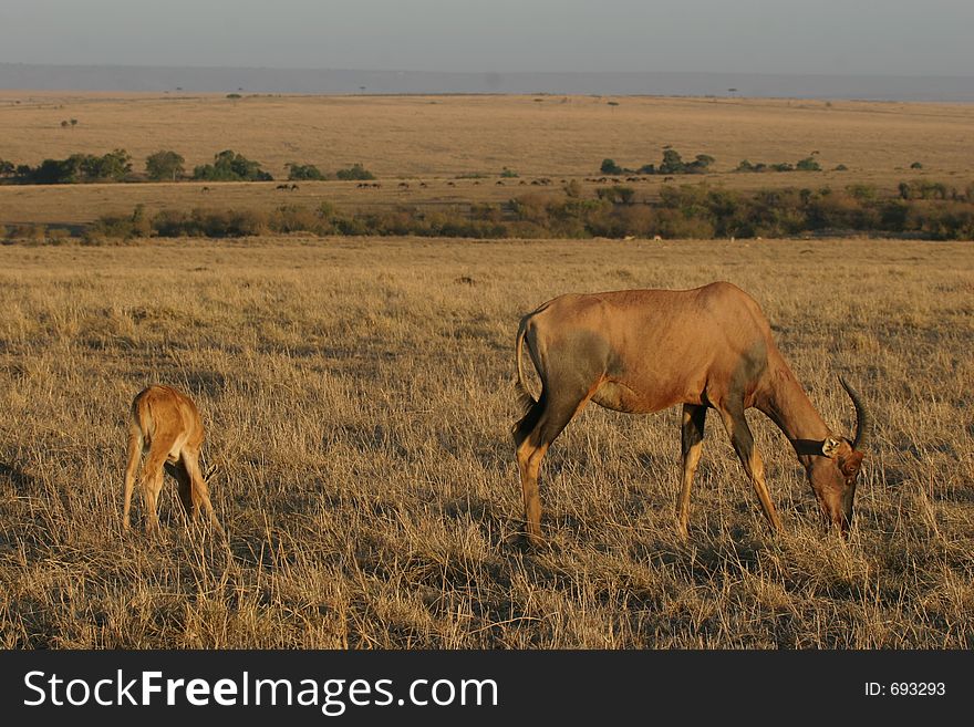 Topi mother and calf grazing in savanna