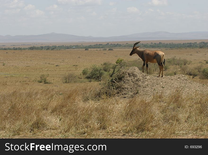 Topi overlooking grassland in masai mara