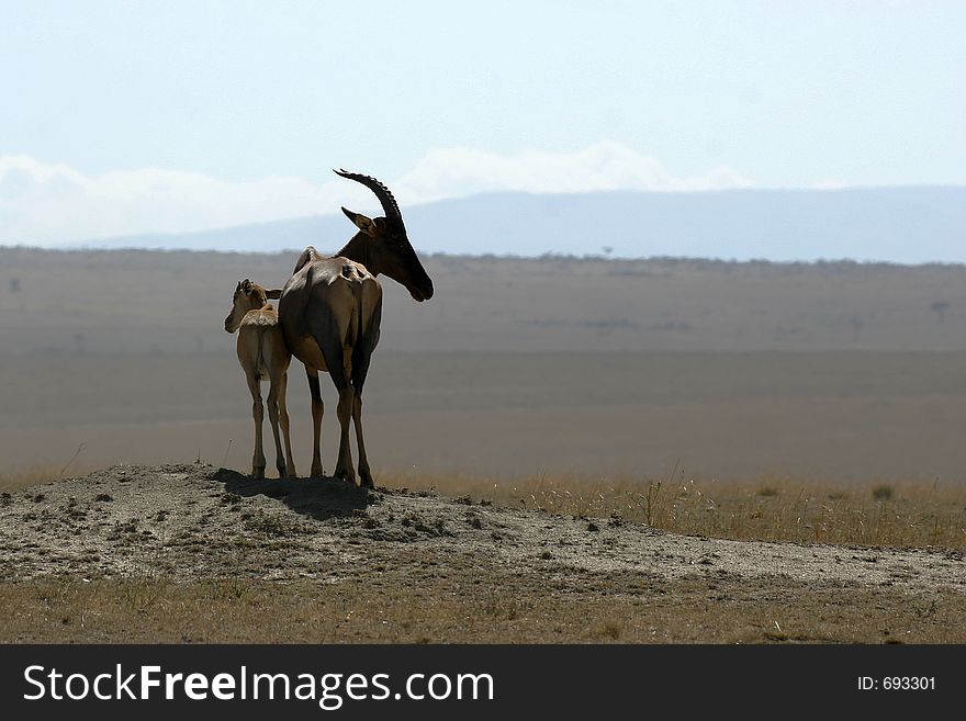 Topi mother and calf overlooking grassland in masai mara