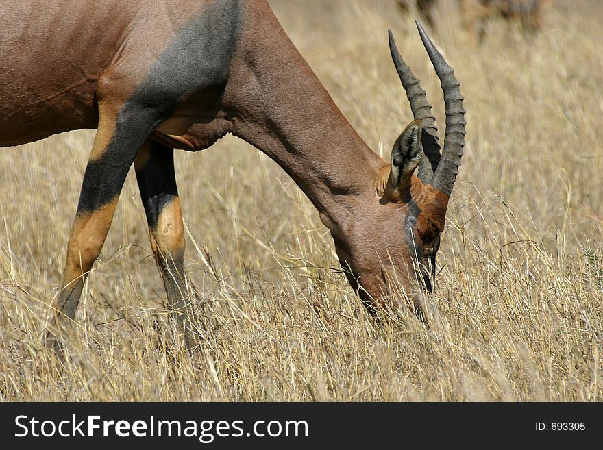 Portrait of topi grazing