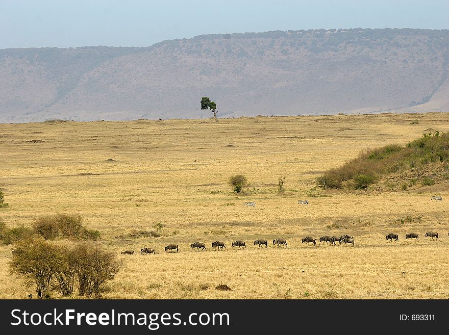 Wildebeest migration