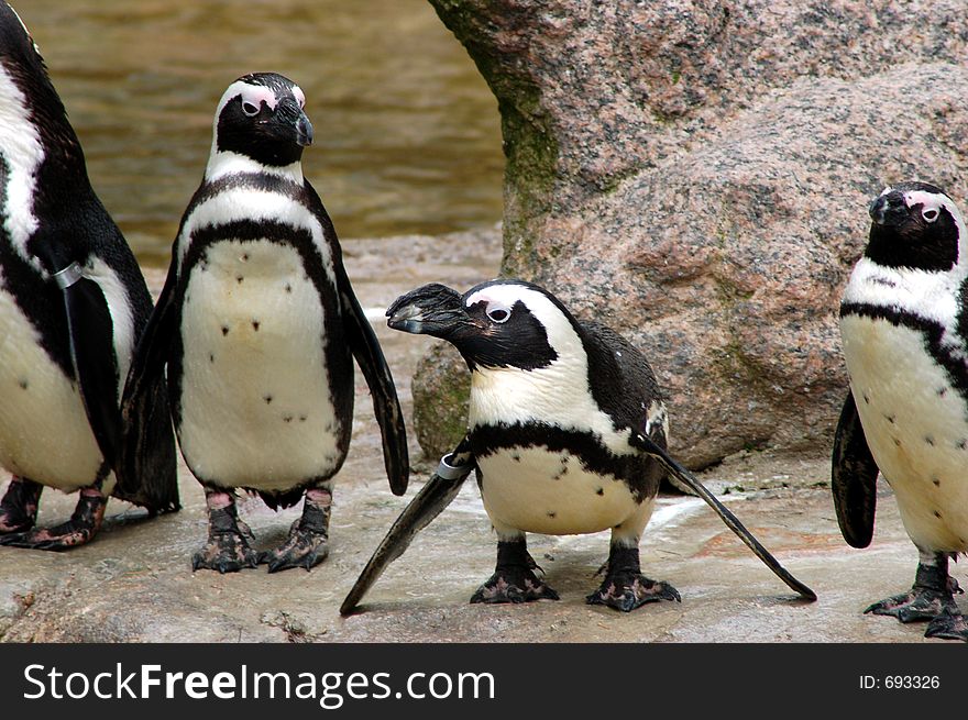 Three young penguins