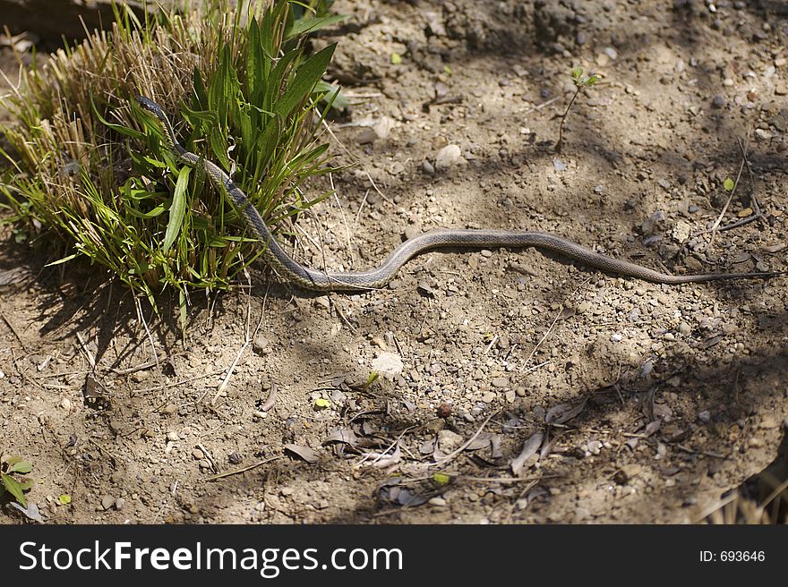 Garder snake on the ground