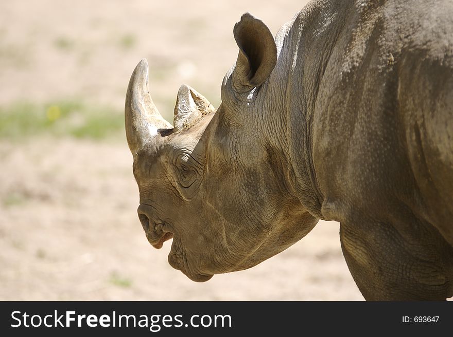 Rhinoceros Profile