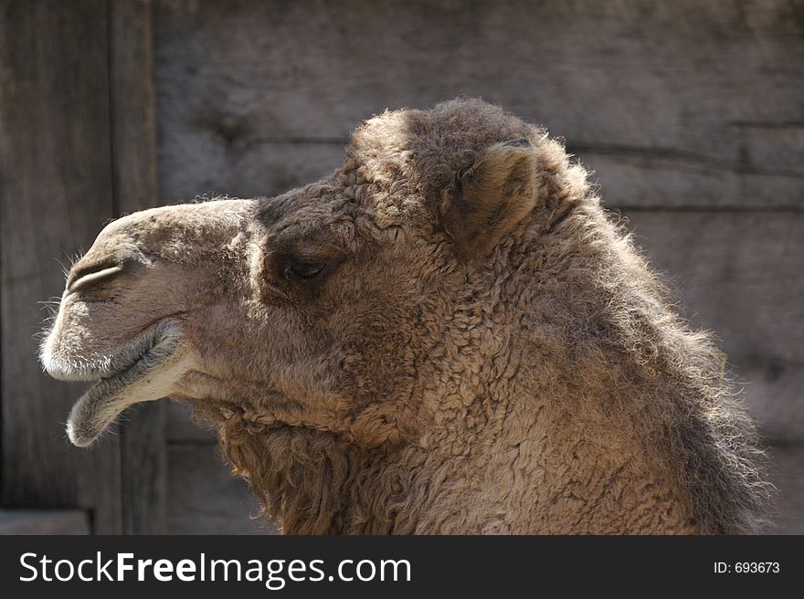 Camel Profile