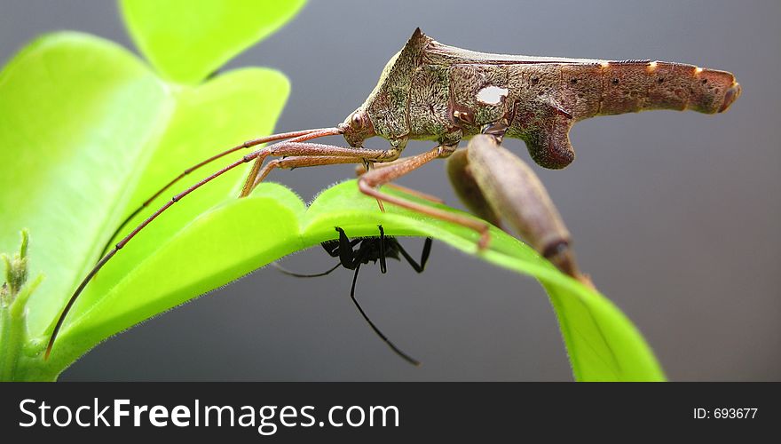 Western Conifer Seed Bug