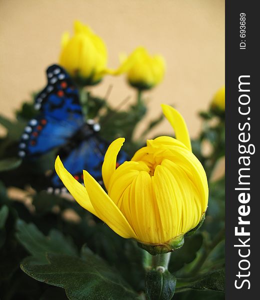 Bloom Yellow Chrysanthemum