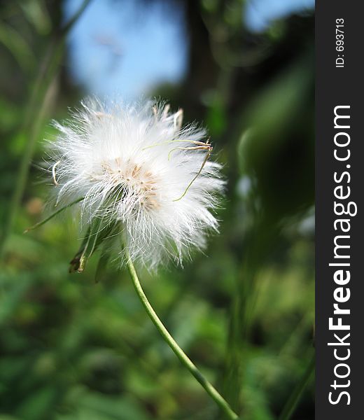 Dandelion Seed Head