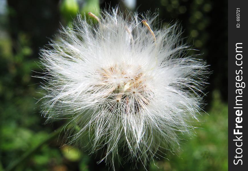 Dandelion