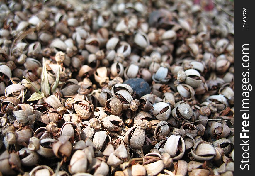 Dried Seeds