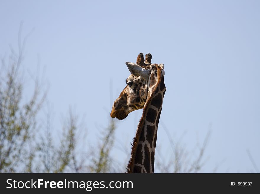 Giraffe Close Up