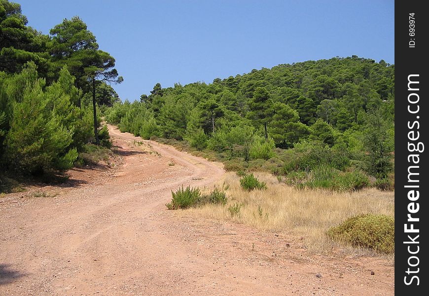 Green pine forest, central Greece