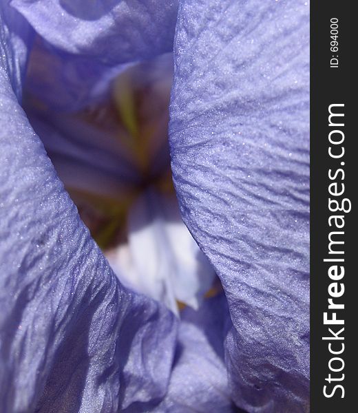 Interesting and beautiful angle, looking down into a blooming iris flower. Lovely colours and textures. Interesting and beautiful angle, looking down into a blooming iris flower. Lovely colours and textures