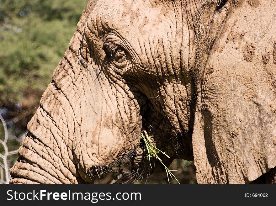 Elephant Series. South Africa. Pilanesburg. Elephant Series. South Africa. Pilanesburg