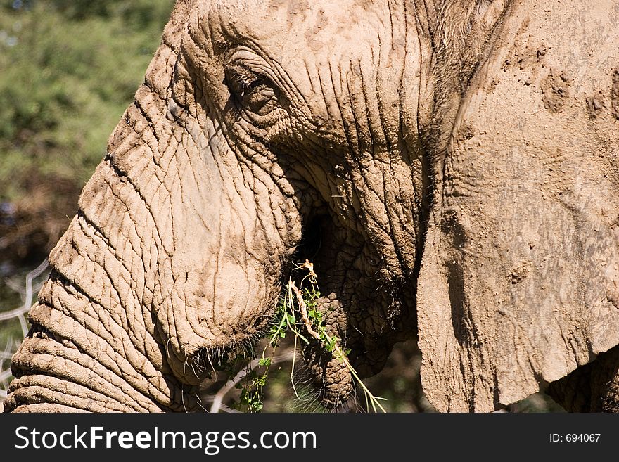 Elephant Series. South Africa. Pilanesburg. Elephant Series. South Africa. Pilanesburg