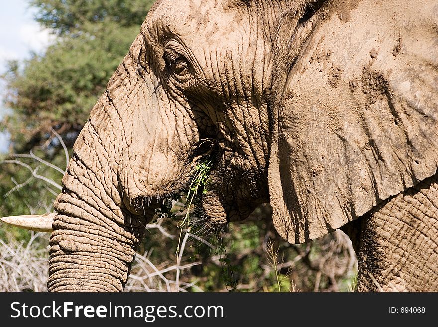 Elephant Series. South Africa. Pilanesburg. Elephant Series. South Africa. Pilanesburg