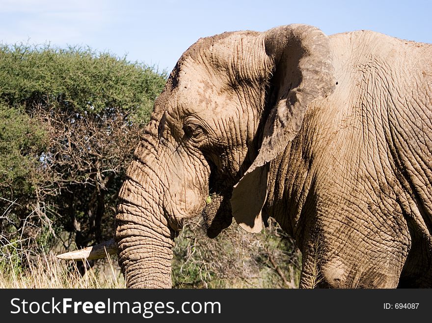 Elephant Series. South Africa. Pilanesburg. Elephant Series. South Africa. Pilanesburg