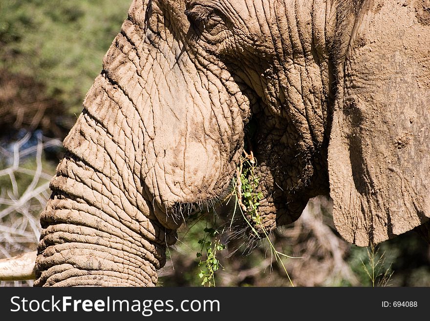 Elephant Series. South Africa. Pilanesburg. Elephant Series. South Africa. Pilanesburg