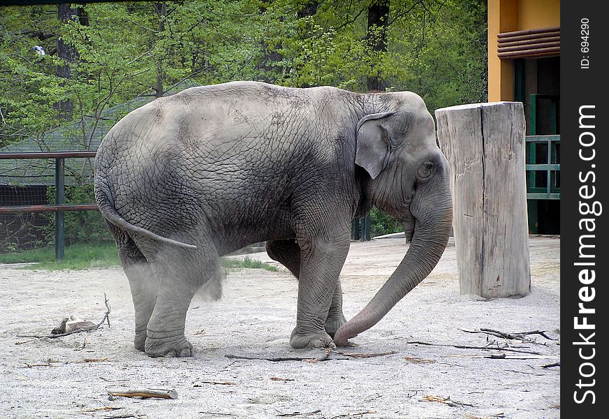 Happy elephant