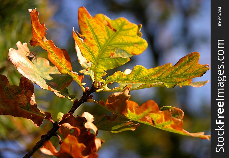 Colourful autumn leaves on branch