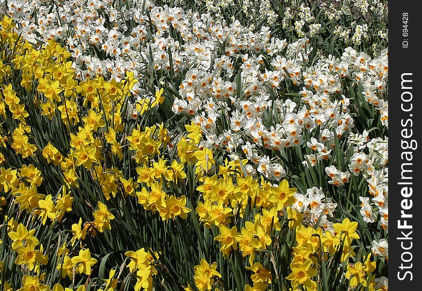 Daffodils, yellow and pale yellow in rows