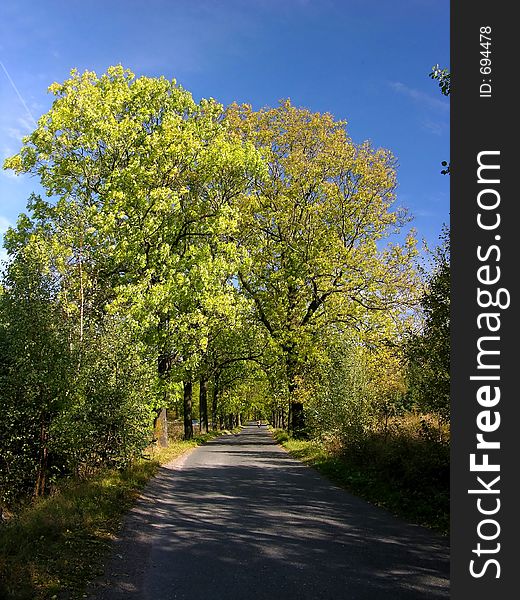 Way among summer / autumn tree on blue sky