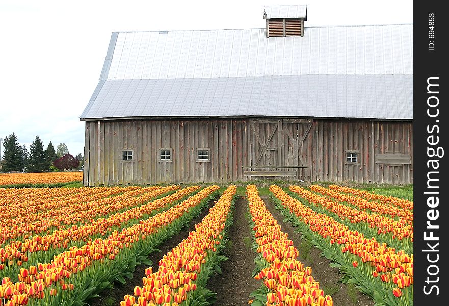 Tulips and rustic barn at the Skagit Valley Tulip Festival in Washington state, USA. Tulips and rustic barn at the Skagit Valley Tulip Festival in Washington state, USA