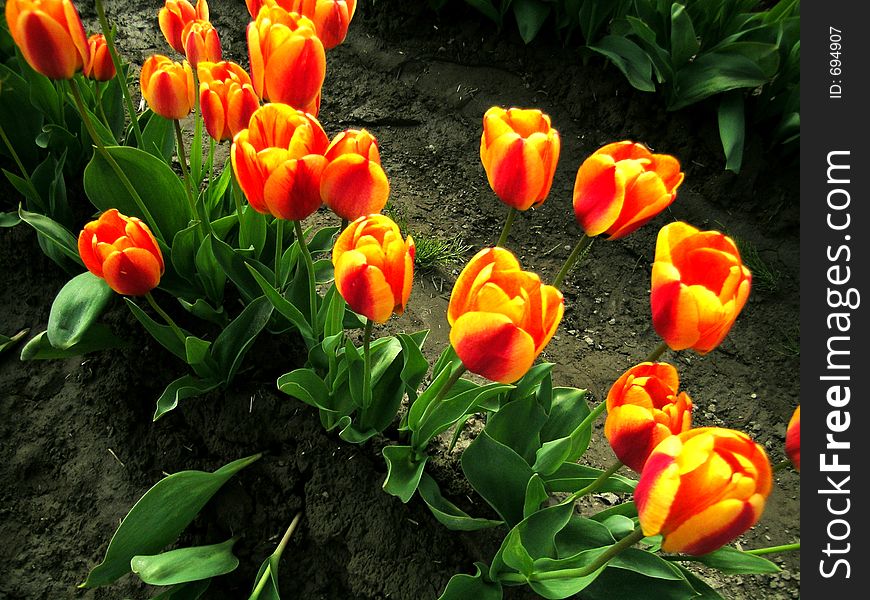 Lovely red and Orange Tulips at the Skagit Valley Tulip Festival in Washington state, USA. Lovely red and Orange Tulips at the Skagit Valley Tulip Festival in Washington state, USA