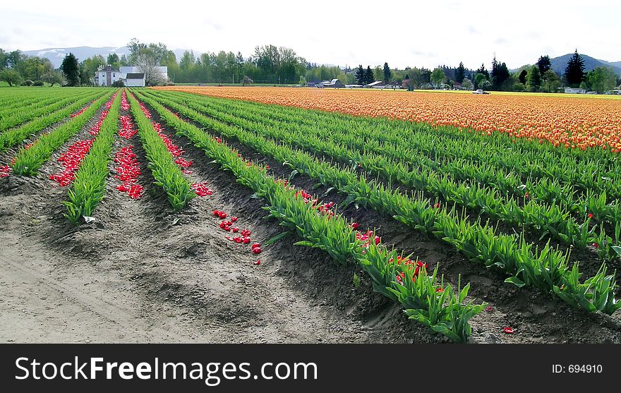 Topped Red and Orange Tulips at the Skagit Valley Tulip Festival in Washington state, USA. Topped Red and Orange Tulips at the Skagit Valley Tulip Festival in Washington state, USA