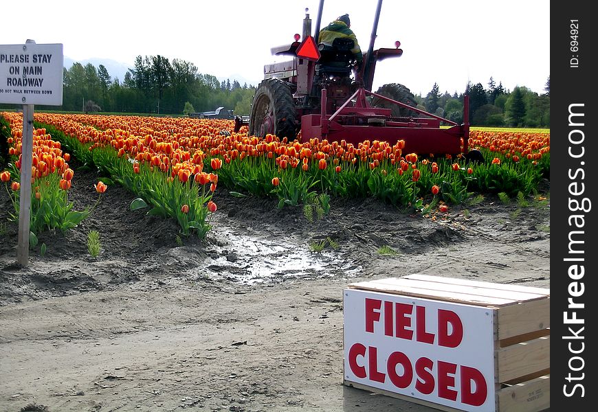 The end of the season results in the tulips being chopped off at the top. The end of the season results in the tulips being chopped off at the top.