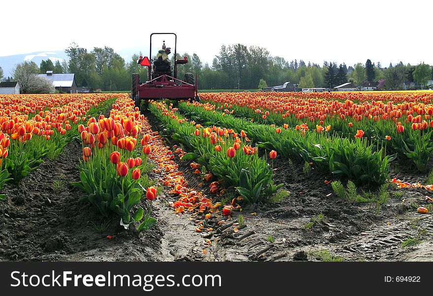 Whacking the tops off the tulips at the Skagit Valley Tulip Festival in Washington state, USA. Whacking the tops off the tulips at the Skagit Valley Tulip Festival in Washington state, USA