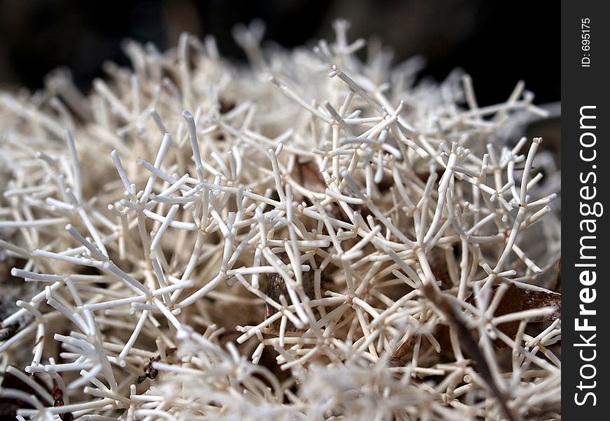 Sponge seaweed macro shot. Similar to coral but soft.