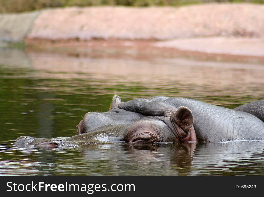 A hippo in the water looking. A hippo in the water looking