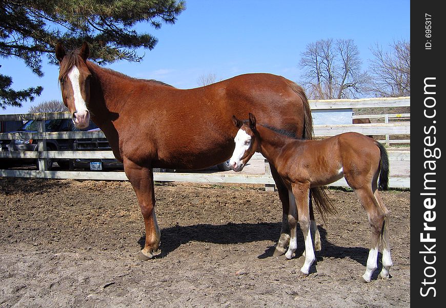 Paint mare and her foal