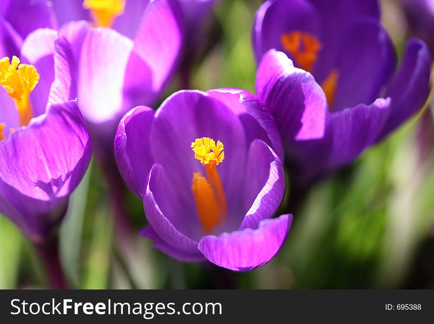 Closeup of crocus petals with bright colors. Closeup of crocus petals with bright colors