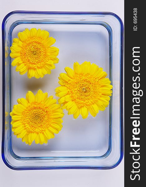 Three blossoms of gerberas in a bowl with water