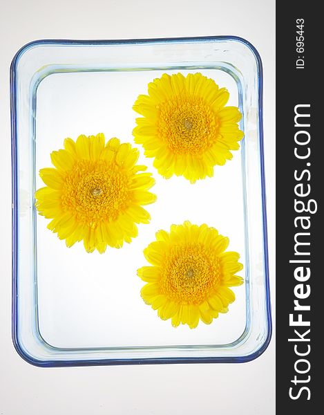 Three blossoms of gerberas in a bowl with water. Three blossoms of gerberas in a bowl with water