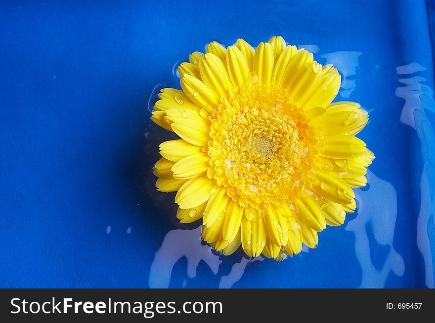 Blossom of a gerbera in blue water. Blossom of a gerbera in blue water
