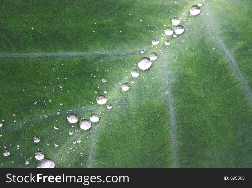Droplets on a leaf