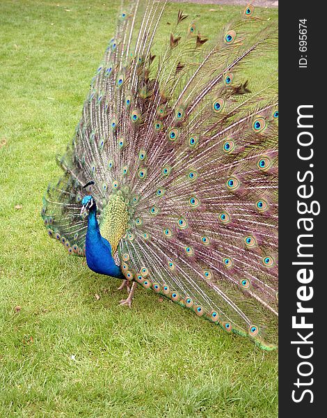 Peacock displaying in a wildlife park