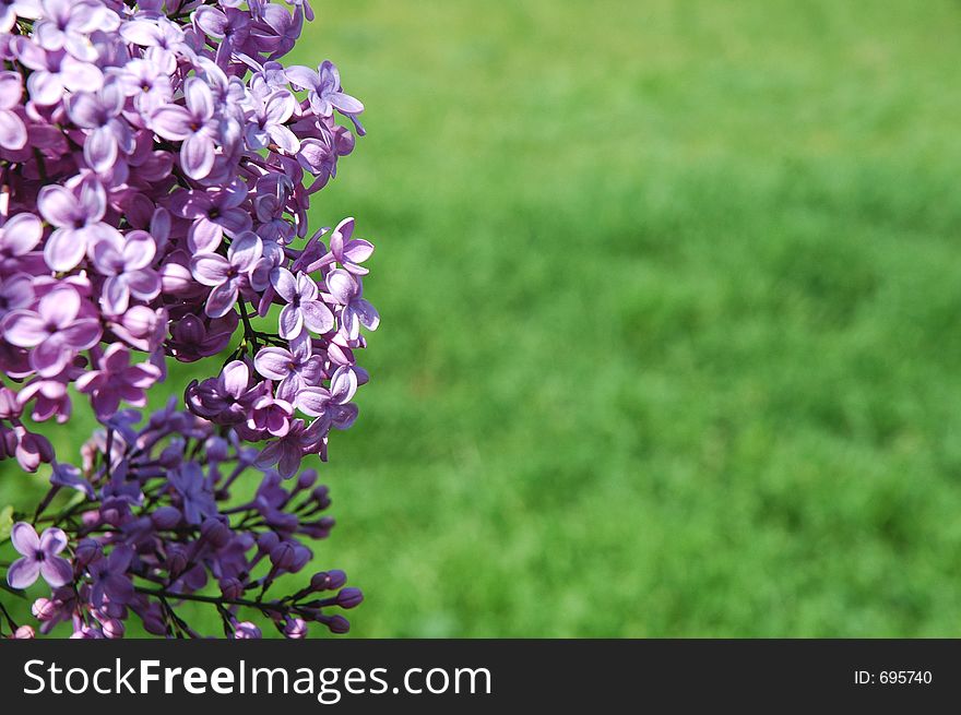 Lilac and grass background 1