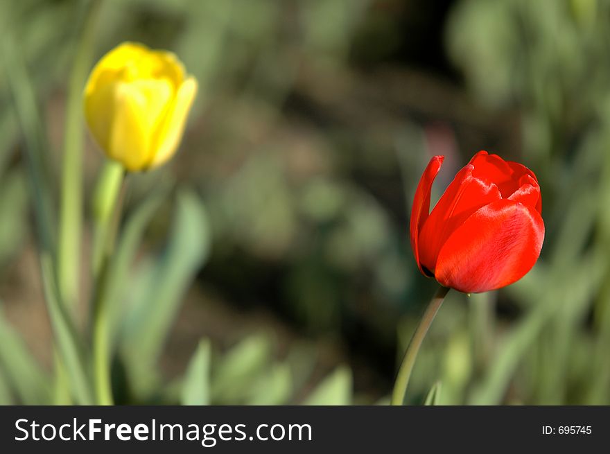 Red tulip in field. Red tulip in field
