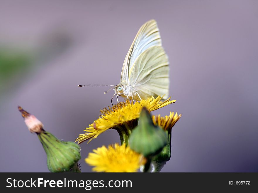 White butterfly on a yellow flower