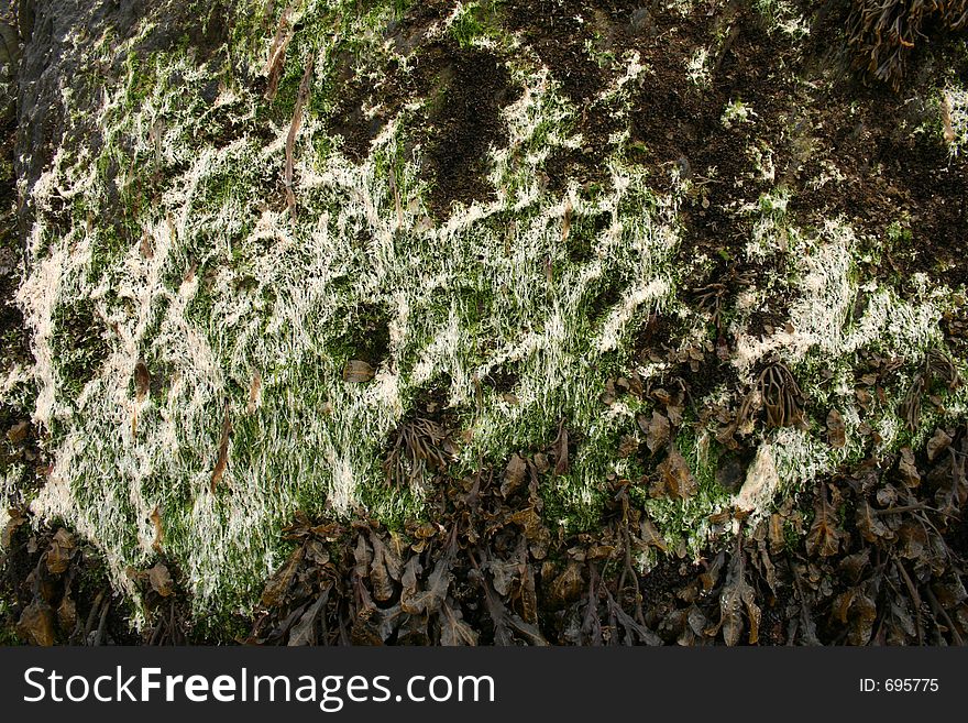 Seaweed On Rock
